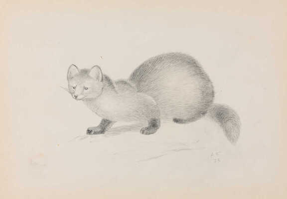 Комаров Алексей Никанорович. Куница 